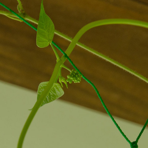 20140706midori03.jpg