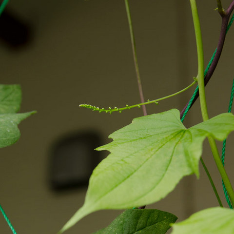 20140706midori04.jpg