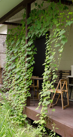 20140706midori05.jpg