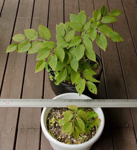 20141002inubuna01.jpg