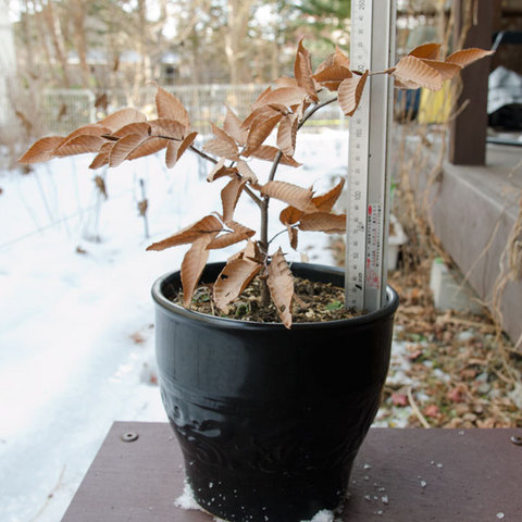 20141231nubuna_A01.jpg
