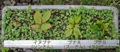 201501005buna&inubana01.jpg