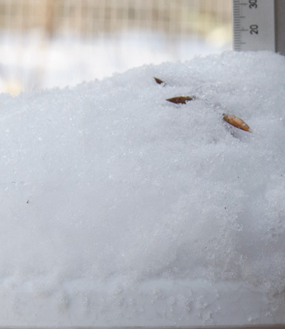 20150124nubuna_B01.jpg