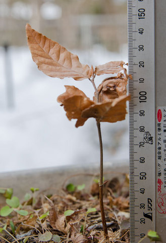 20150306banaA01.jpg