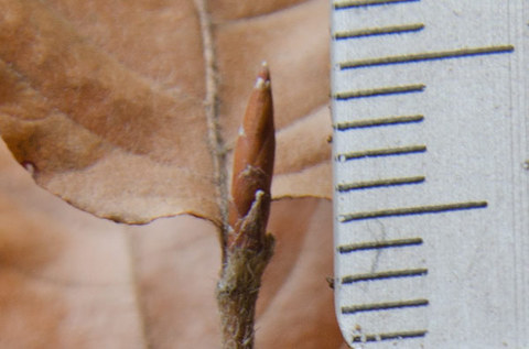 20150320banaB02.jpg