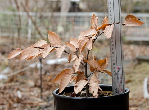 20150320inubuna_A01.jpg