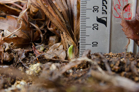 20150320yusuge_3y_planter01.jpg