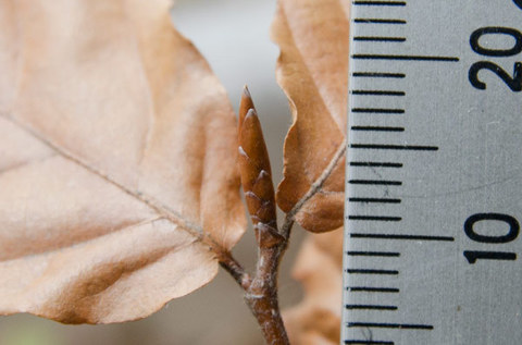 20150403banaA02.jpg