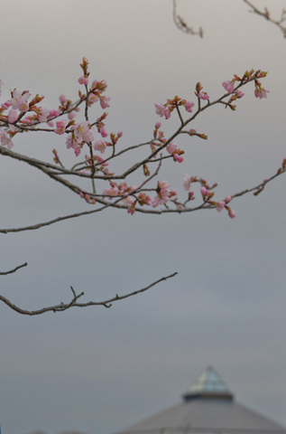 20150422yagasaki-sakura01.jpg