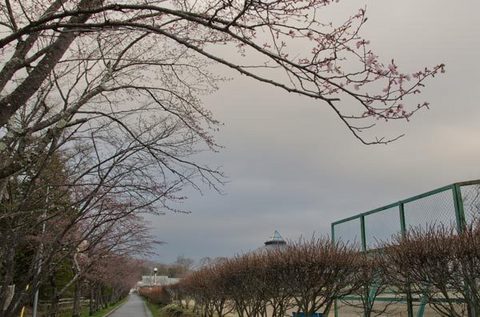 20150422yagasaki-sakura04.jpg