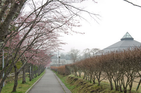 20150424yagasaki-sakura02.jpg
