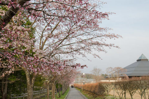 20150424yagasaki-sakura03-1720.jpg