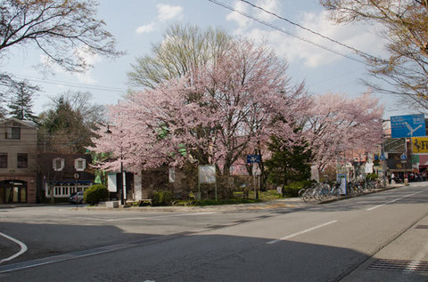 20150425loatary-sakura01.jpg