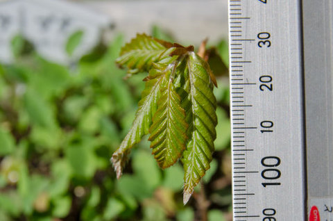 20150501banaA02.jpg