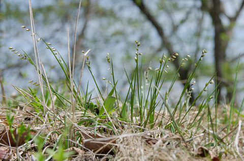 20150503komegaya.jpg