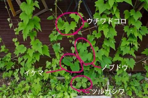 20150603midori02.jpg