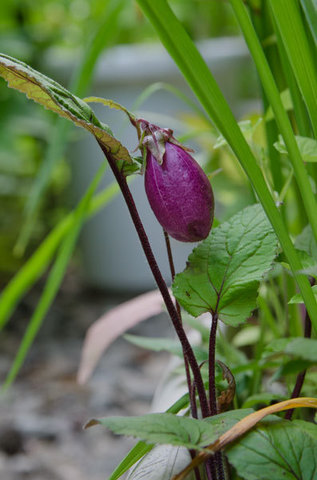 20150615yamahotarubukuro02.jpg