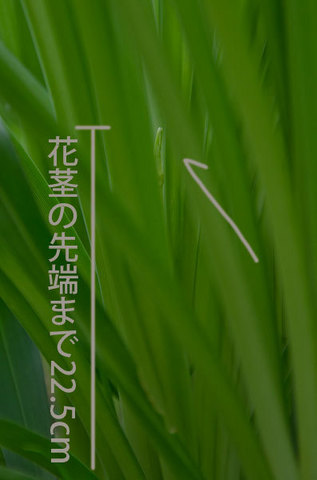 20150617yusuge_roji_kakei02.jpg