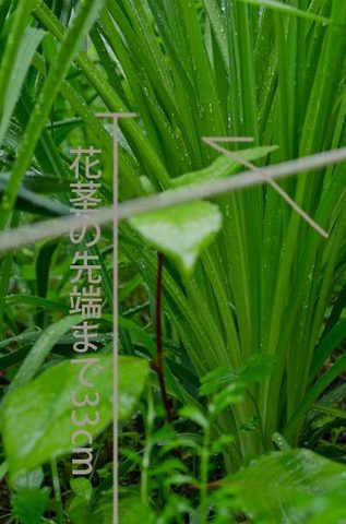 20150619yusuge_roji_kakeiA01.jpg