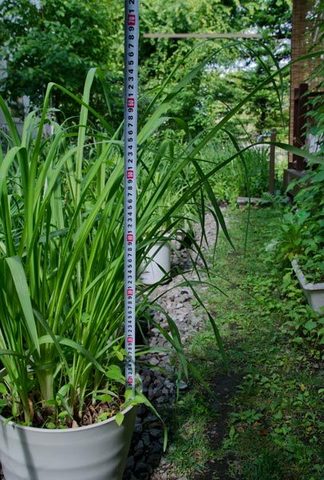 20150620yusuge_7y_pot_01.jpg