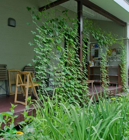 20150625midori00.jpg