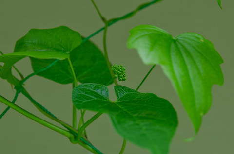 20150625midori02ikema.jpg