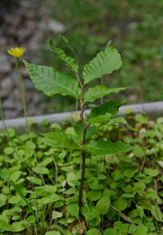 20150628banaA01.jpg