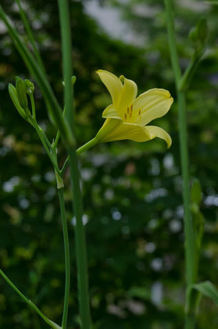 20150715yusuge_roji_kakeiB02-1726.jpg