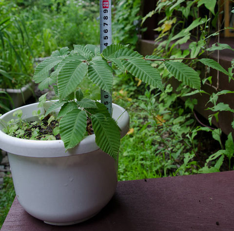 20150717inubuna_B01.jpg