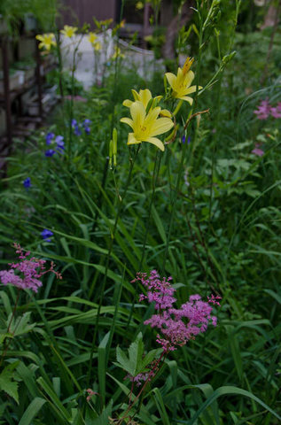 20150725yusuge_roji01.jpg