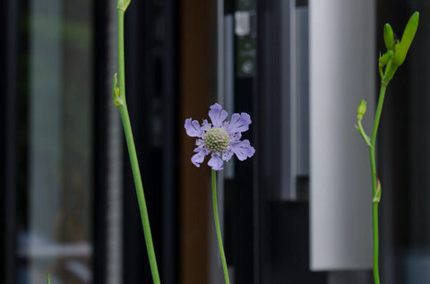 20150730matsumushi01.jpg