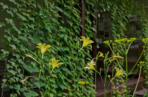 20150801yusuge_roji01.jpg