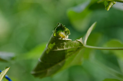 20150806midori01ikema.jpg