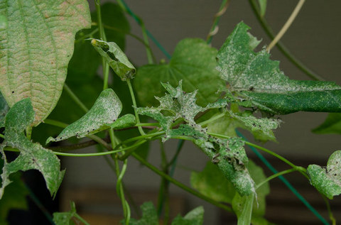 20150806midori03ikema.jpg
