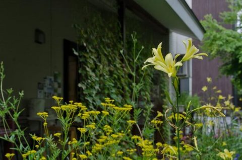 20150806yusuge_roji01.jpg