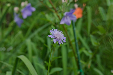 20150809yusuge_roji03matsumushi.jpg