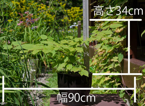 20150810inubuna_A01.jpg