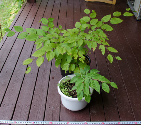 20150810inubuna_A&B01.jpg
