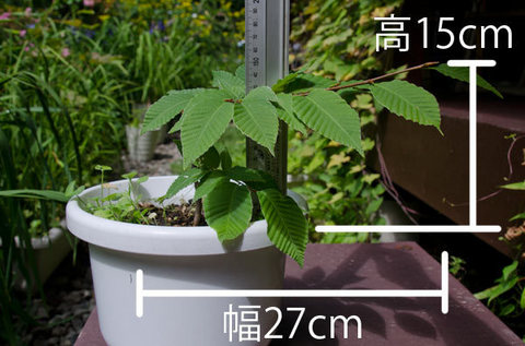 20150810inubuna_B01.jpg