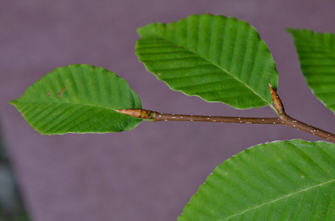 20150810inubuna_B02.jpg
