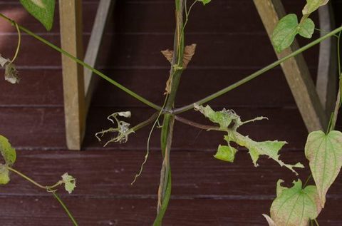 20150811midori02.jpg