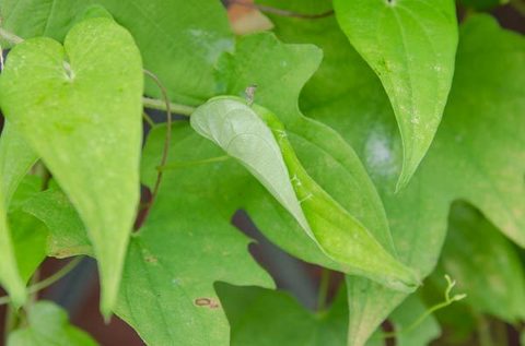 20150811midori03jinenjo.jpg