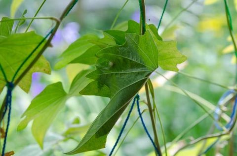 20150811midori05uchiwadokoro.jpg