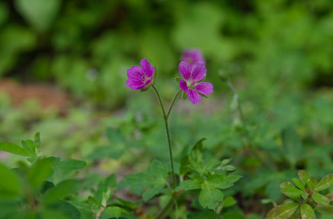 20150818gen-noshoko01.jpg