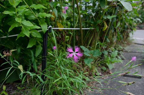 20150820nadeshiko.jpg