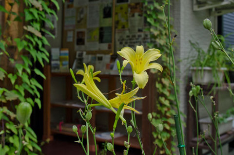 20150822yusuge_roji01.jpg