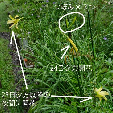 20150826yusuge_roji01.jpg