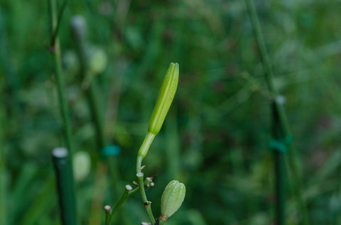 20150902yusuge_roji01.jpg