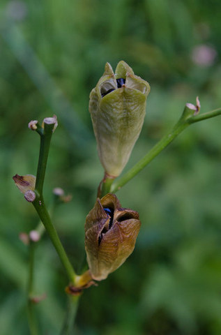 20150902yusuge_tane02.jpg