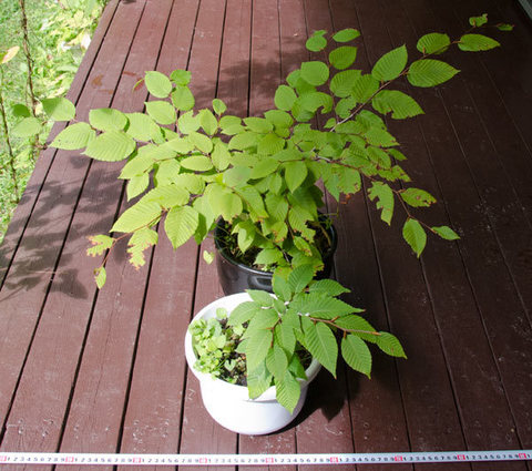 20150903inubuna_A&B01.jpg